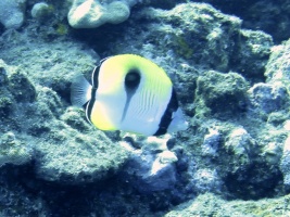 33 Teardrop Butterflyfish IMG 2318